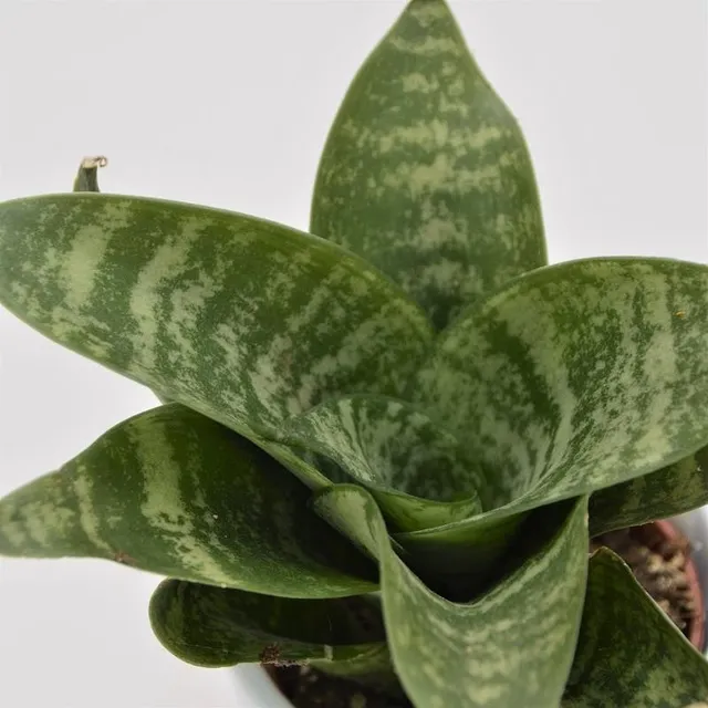 pasiora-sansevieria-trifasciata-green-honey-6cm image 1