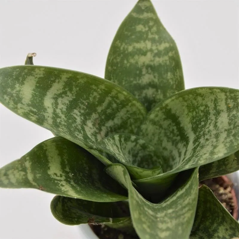 pasiora-sansevieria-trifasciata-green-honey-6cm image 1