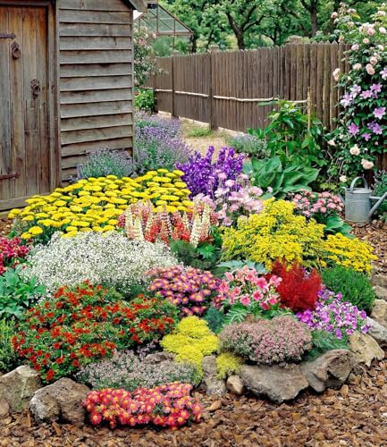 baldur-garten-12er-set-gro-er-staudengarten-im-7x7-cm-topf image 3