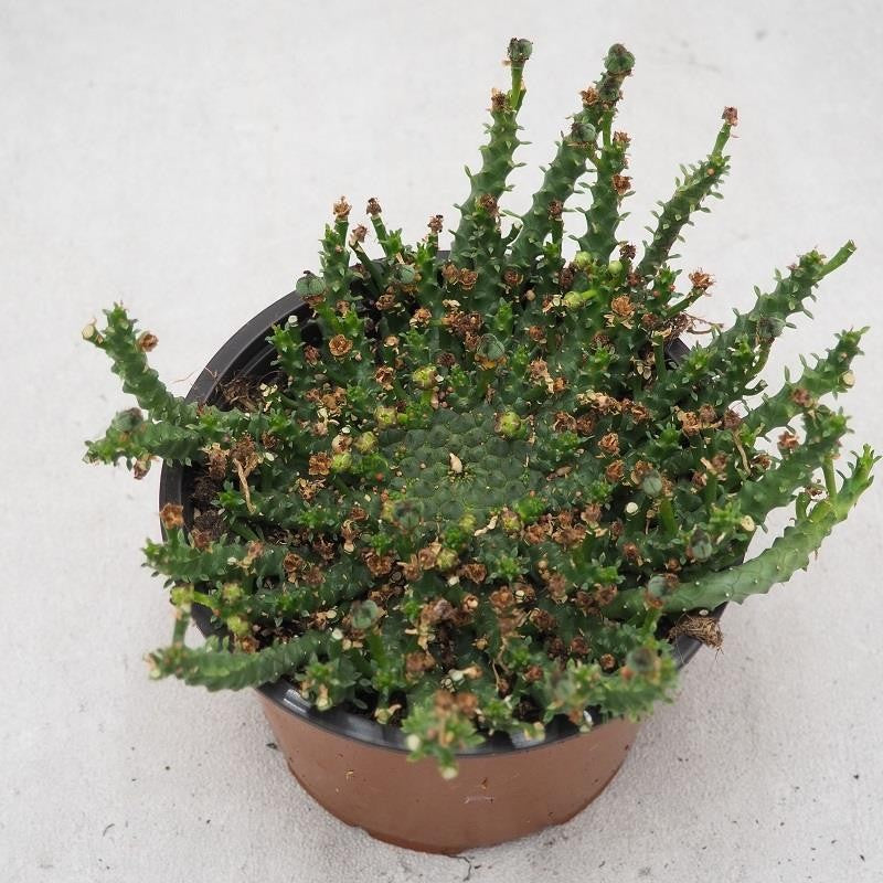 pasiora-euphorbia-pugniformis-sukkulente-13-cm-topf image 1