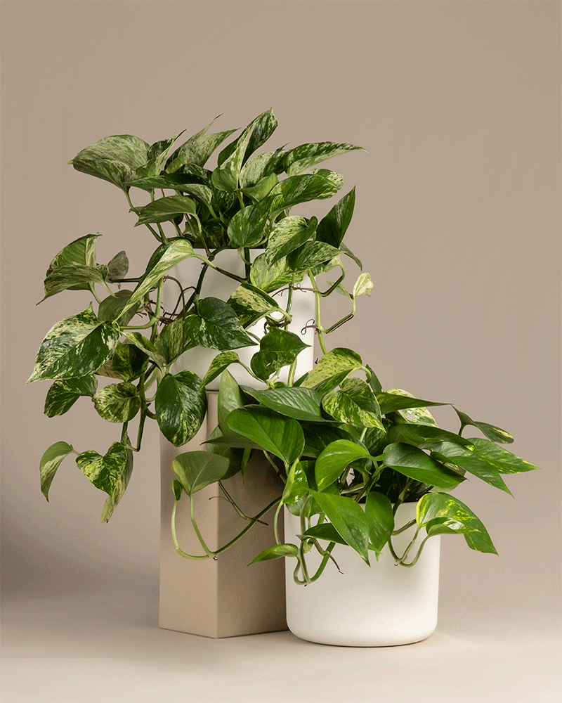 feey-h-nger-duo-efeutute-2x-gro-e-epipremnum-inkl-marble-queen image 8