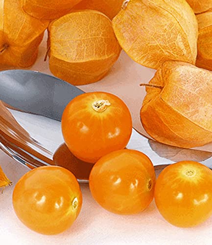 baldur-garten-physalis-preciosa-ananaskirsche-2-pflanzen-im-10-5-cm-topf image 7