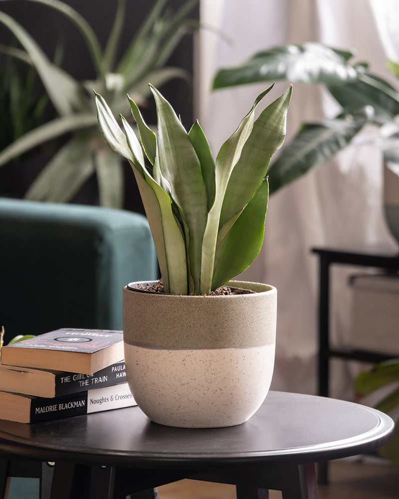 feey-sansevieria-trifasciata-moonshine-bogenhanf-mittel image 4