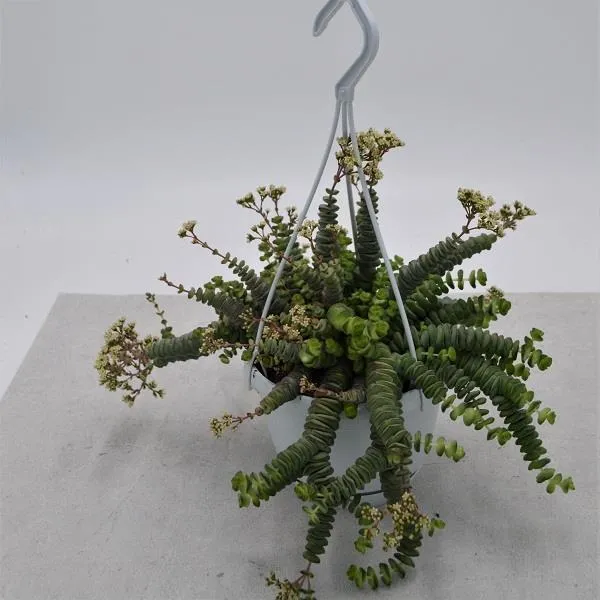 pasiora-crassula-rupestris-marnieriana-h-ngeampel-14cm image 1