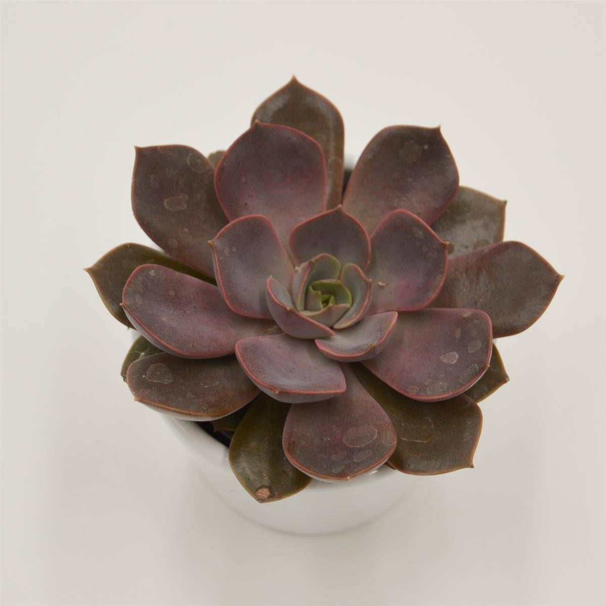 pasiora-echeveria-mina-rosetten-sukkulente-6cm-mini image 2