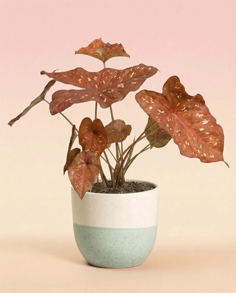 feey-caladium-burning-heart-zimmerpflanze-mit-rot-panaschierten-bl-ttern image 4