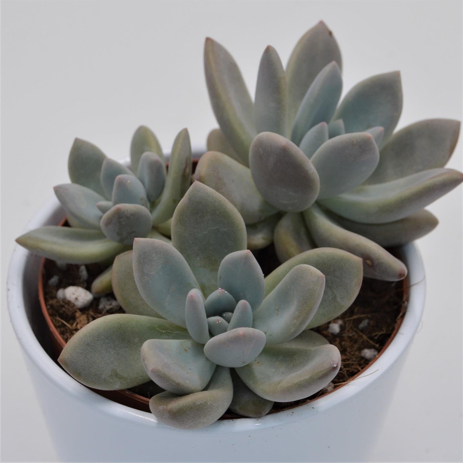 pasiora-x-graptoveria-opalina-sukkulente-12-cm-topf image 1
