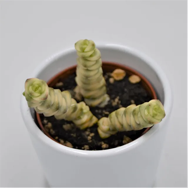 pasiora-crassula-fantasy-6-cm-dickblatt-sukkulente image 1