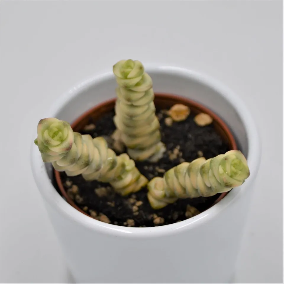 pasiora-crassula-fantasy-6-cm-dickblatt-sukkulente image 1