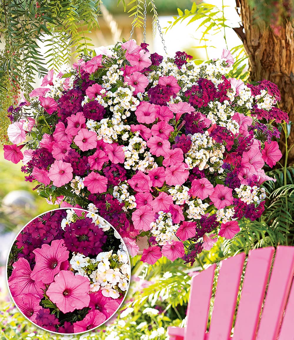 baldur-garten-sommerblumen-set-bubblegum-mix-3-pflanzen-im-10-5-cm-topf image 1