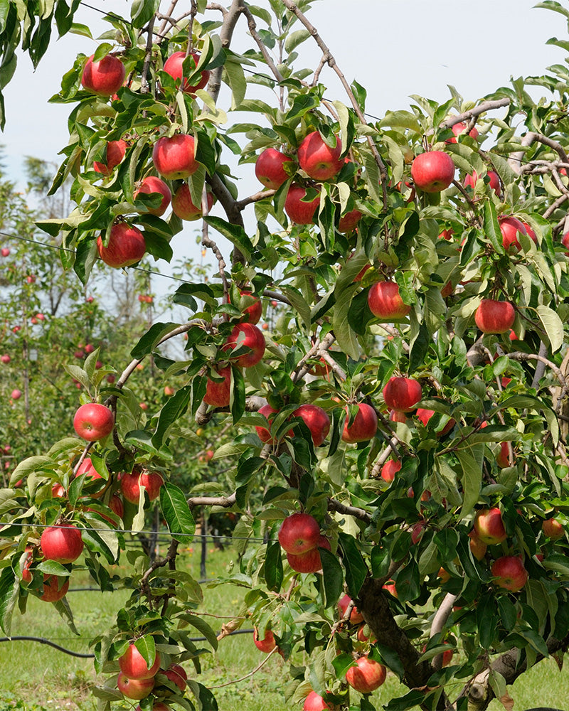 feey-apfelbaum-malus-domestica-braeburn-patio image 8