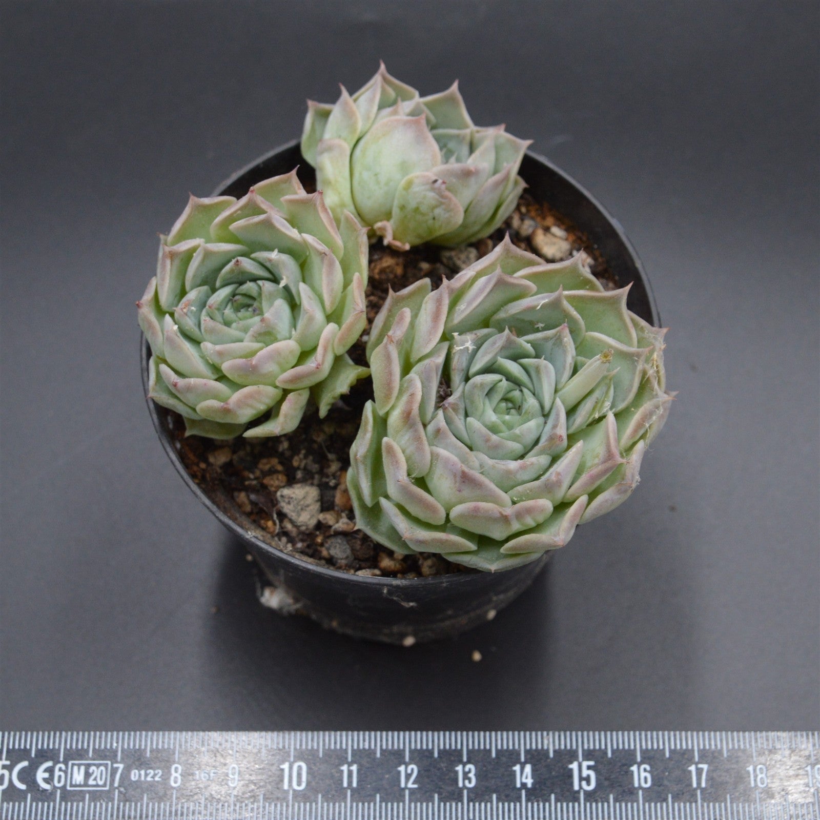 pasiora-echeveria-hyalina-hybrid-rarit-t-einzelst-ck-indoor image 2
