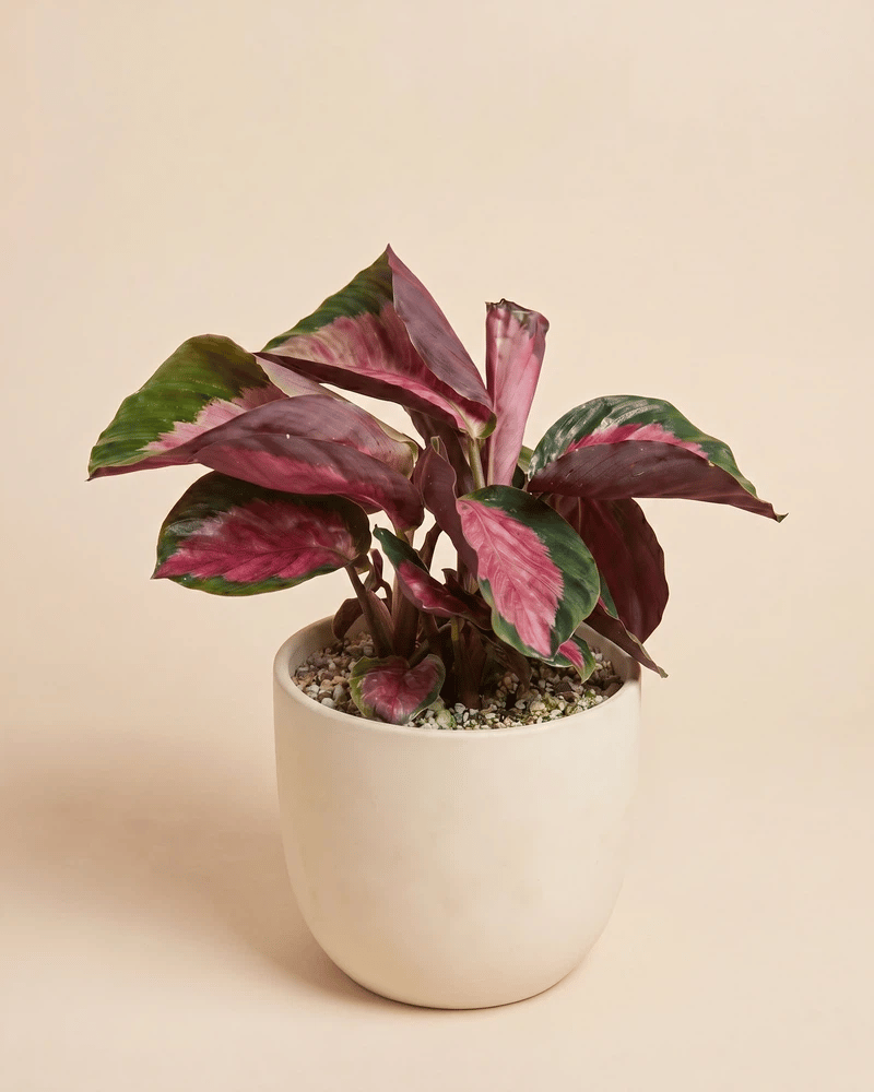 feey-calathea-rosy-korbmarante image 6