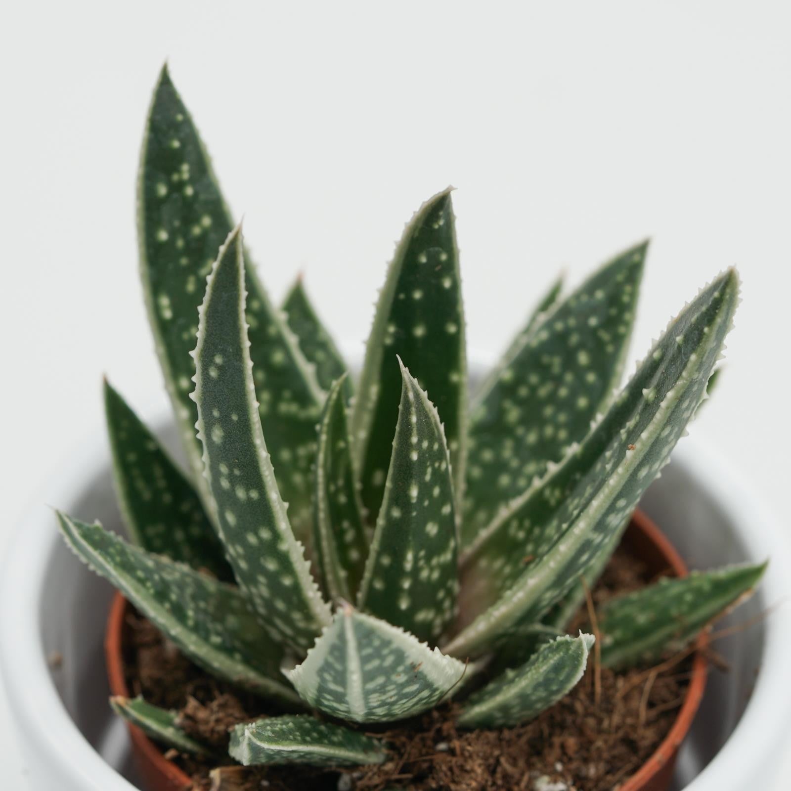 pasiora-x-gasteraloe-doreen-hybride-5-5-cm-topf image 3