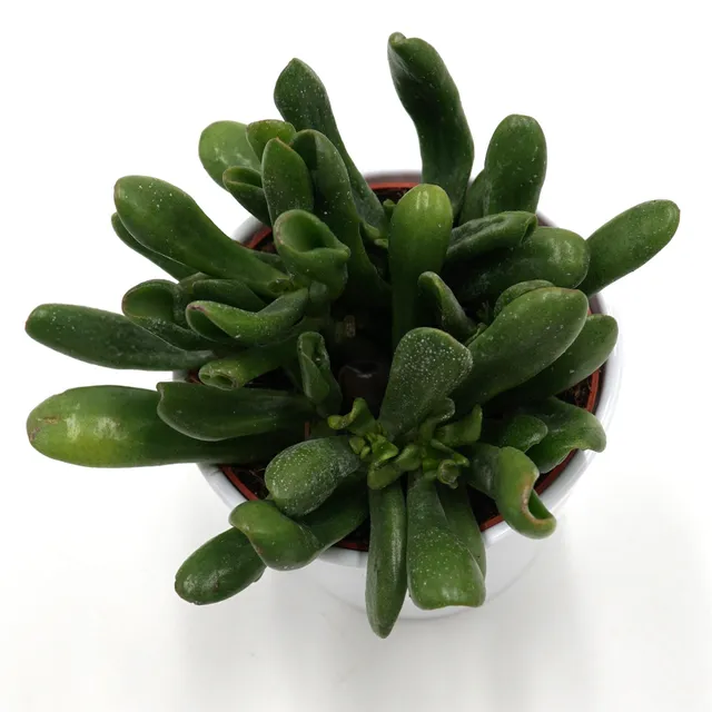 pasiora-crassula-ovata-horn-tree-dickblatt-12cm image 1