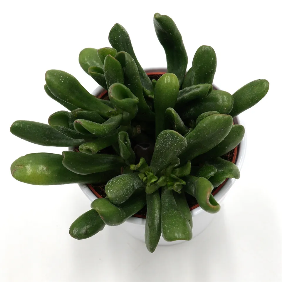 pasiora-crassula-ovata-horn-tree-dickblatt-12cm image 1