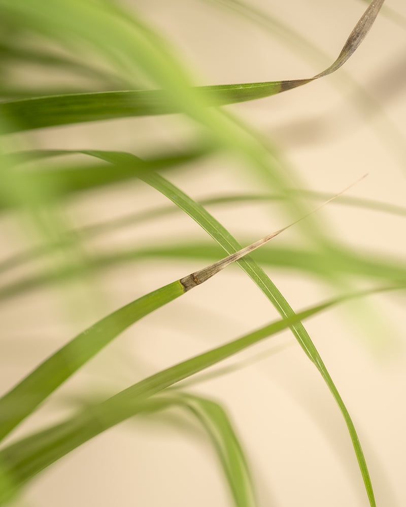 feey-goldfruchtpalme-xl-areca-palme-dypsis-lutescens-zimmerpalme image 8