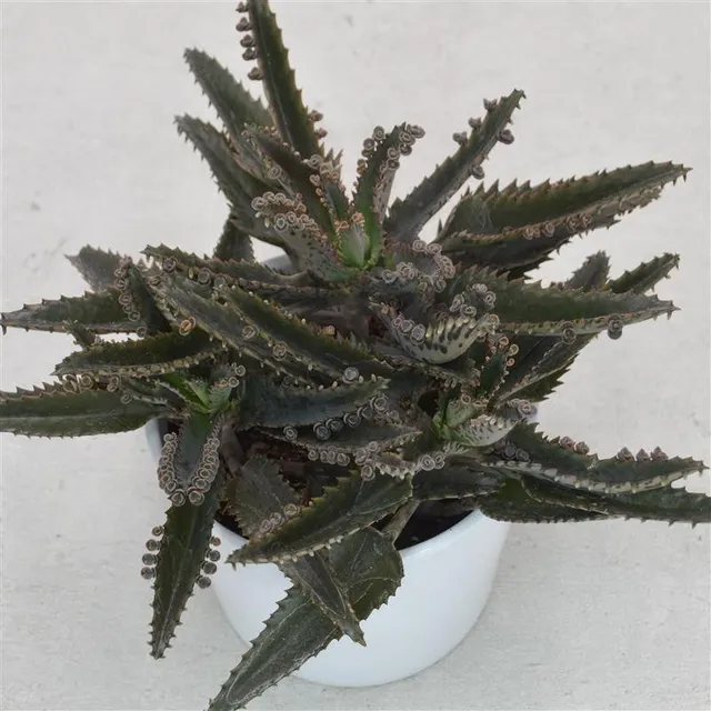 pasiora-kalanchoe-daigremontiana-brutblatt-12-cm-topf image 1
