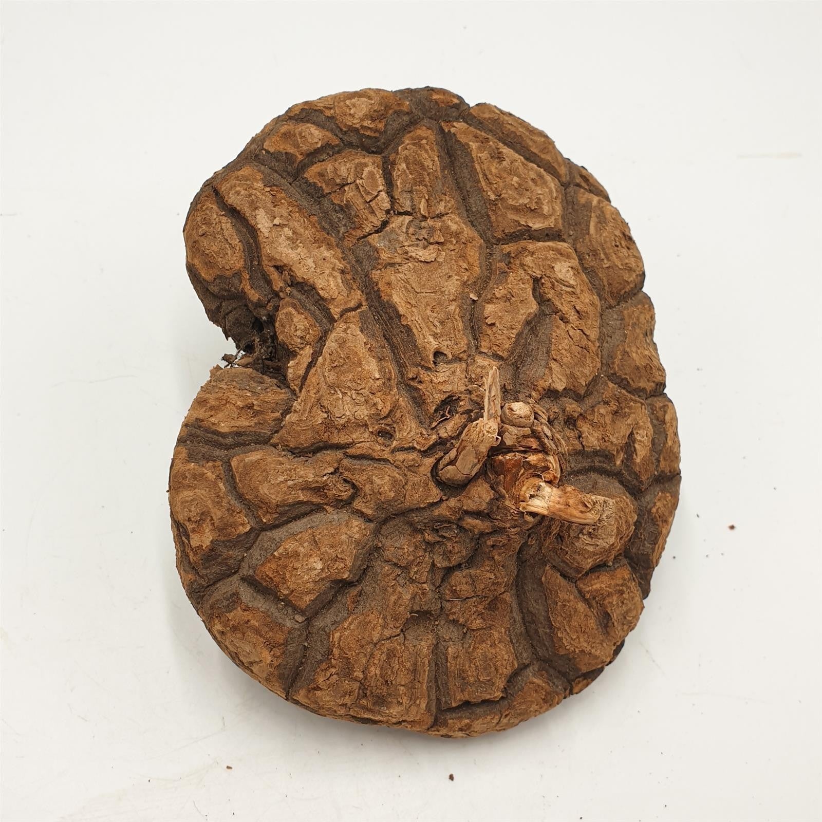 pasiora-dioscorea-mexicana-caudex-13-15-cm image 1