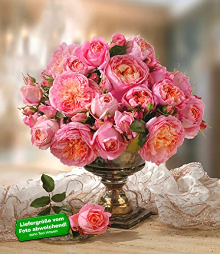 baldur-garten-delbard-rose-der-liebe-dames-de-chenonceau-edelrose-wurzelnackt image 5