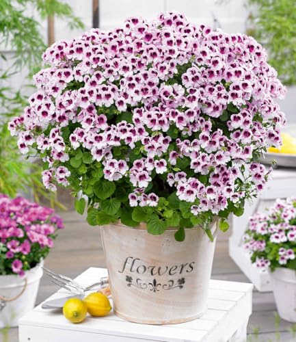 baldur-garten-3x-duft-geranie-mosquitaway-lizzy-im-10-5-cm-topf image 4