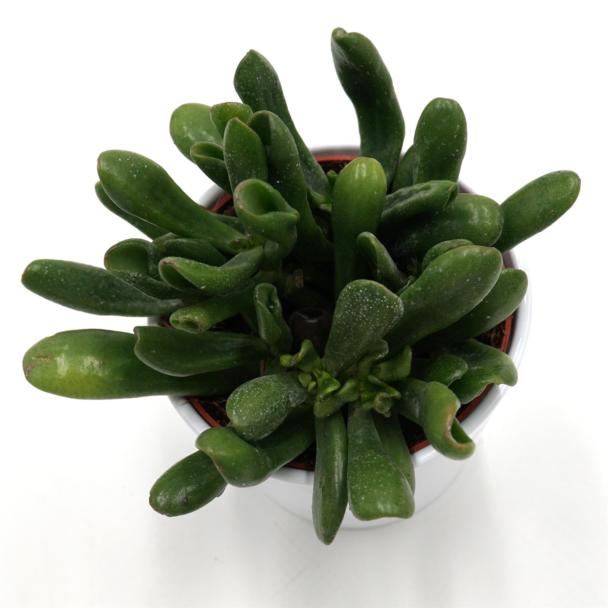 pasiora-crassula-ovata-horn-tree-dickblatt-12cm image 1