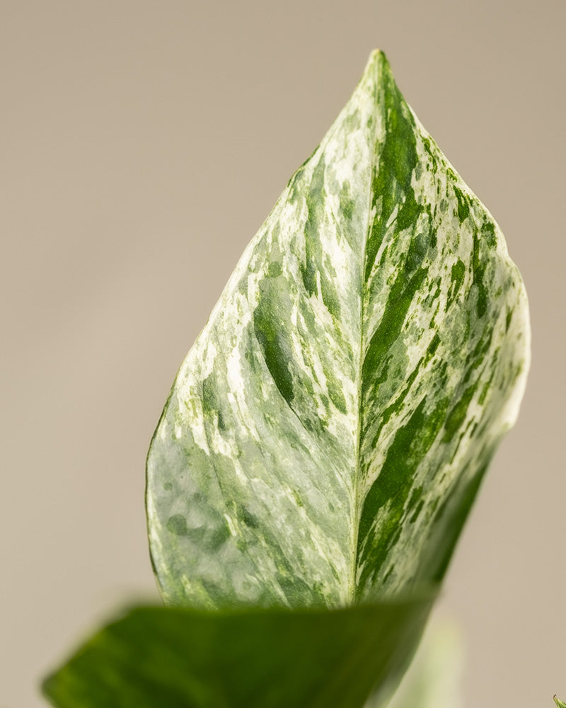 feey-me-time-bundle-monstera-efeutute-marble-queen-set image 8