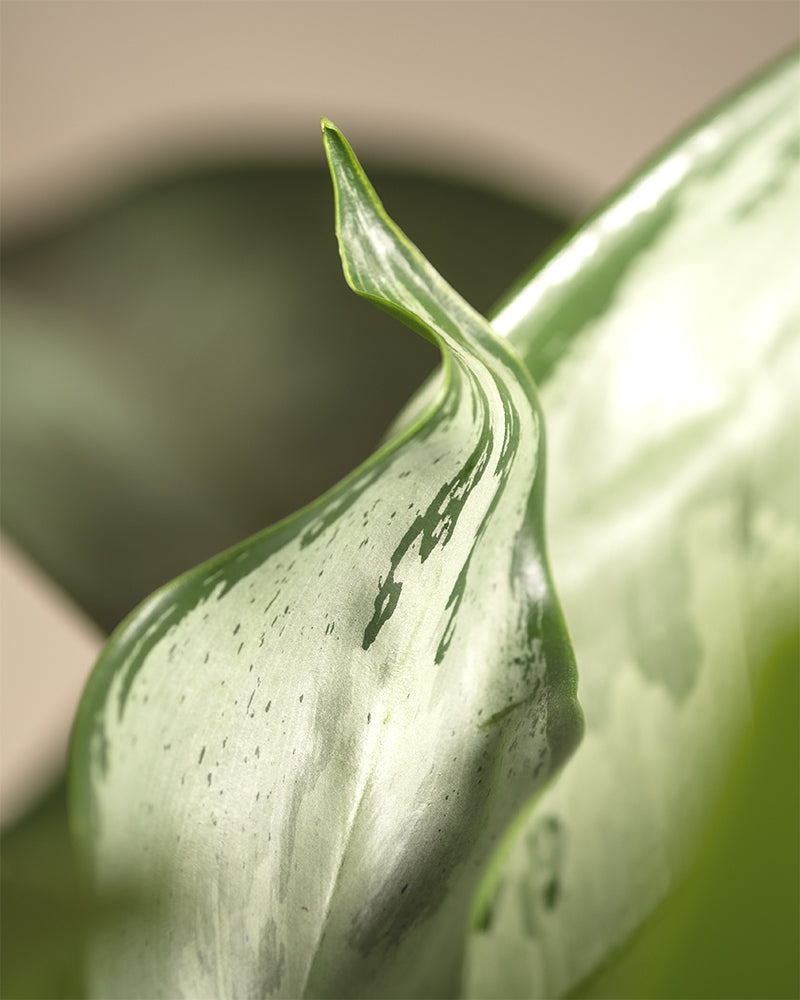 feey-aglaonema-silverado-kolbenfaden-50-60-cm image 2