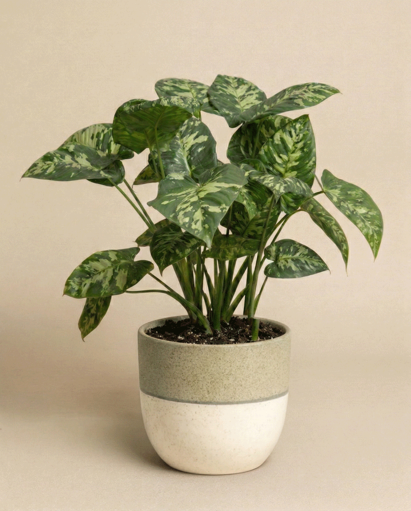 feey-homalomena-candid-zimmerpflanze image 4