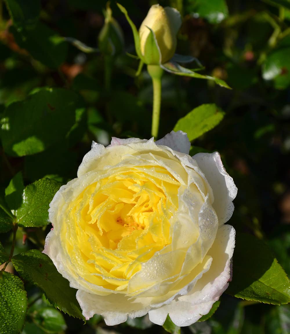 baldur-garten-delbard-kletterrose-amnesty-international image 3