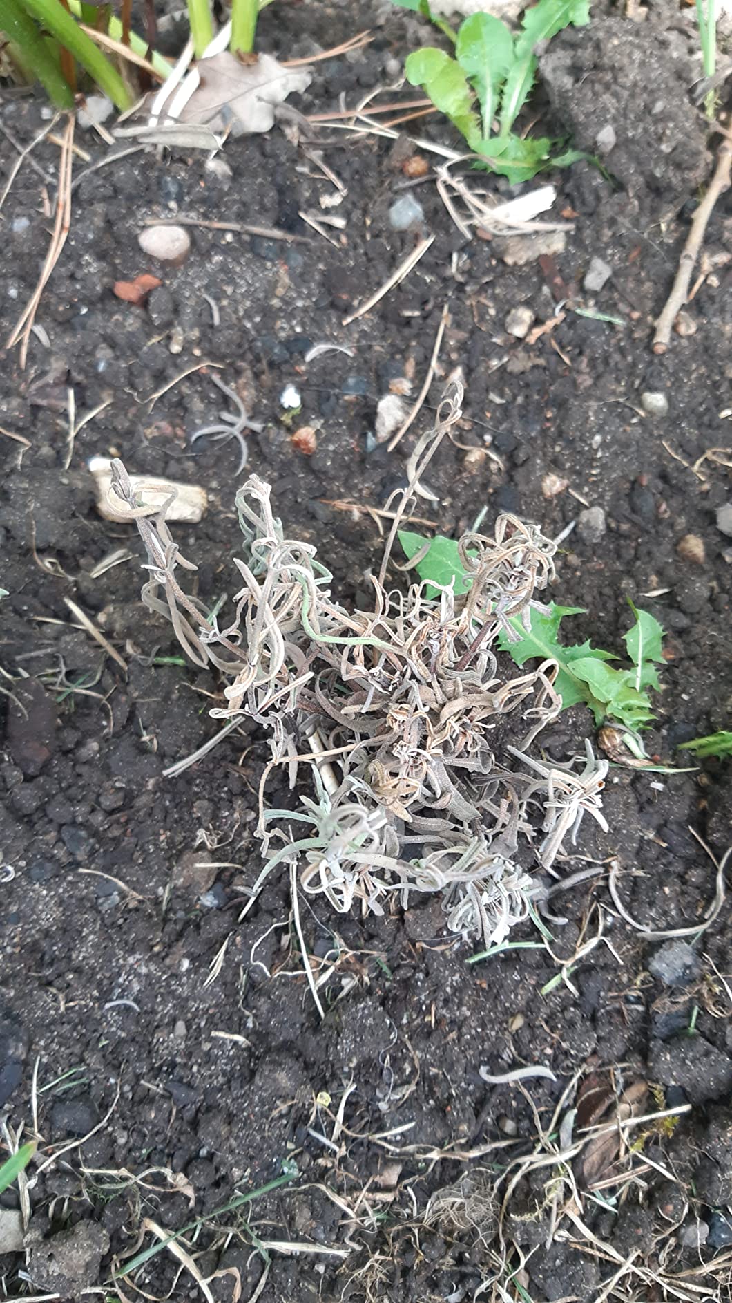 Gesund, aber noch ohne Blüte