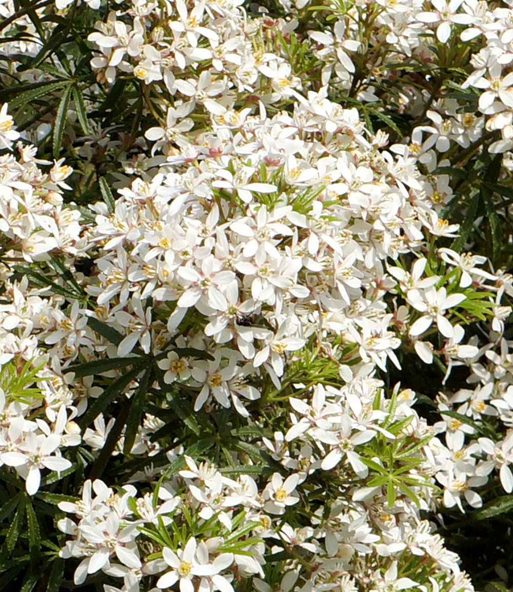 baldur-garten-orangenblume-white-dazzler-choisya-ternata-9x9-cm-topf image 4