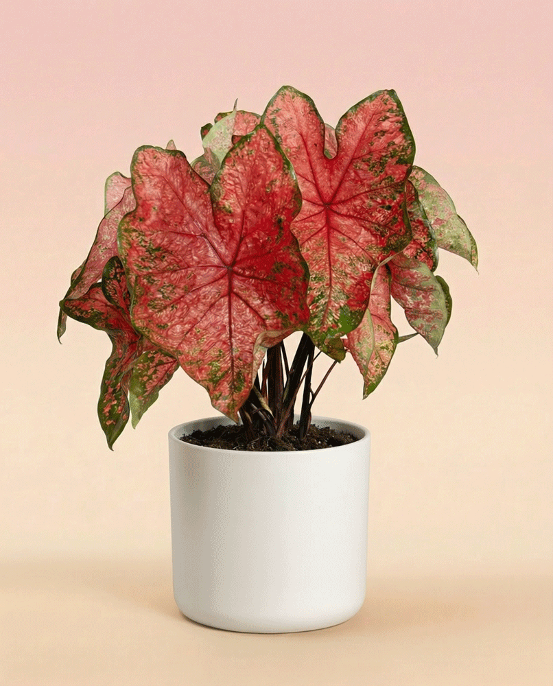 feey-caladium-lava-glow-zimmerpflanze image 8