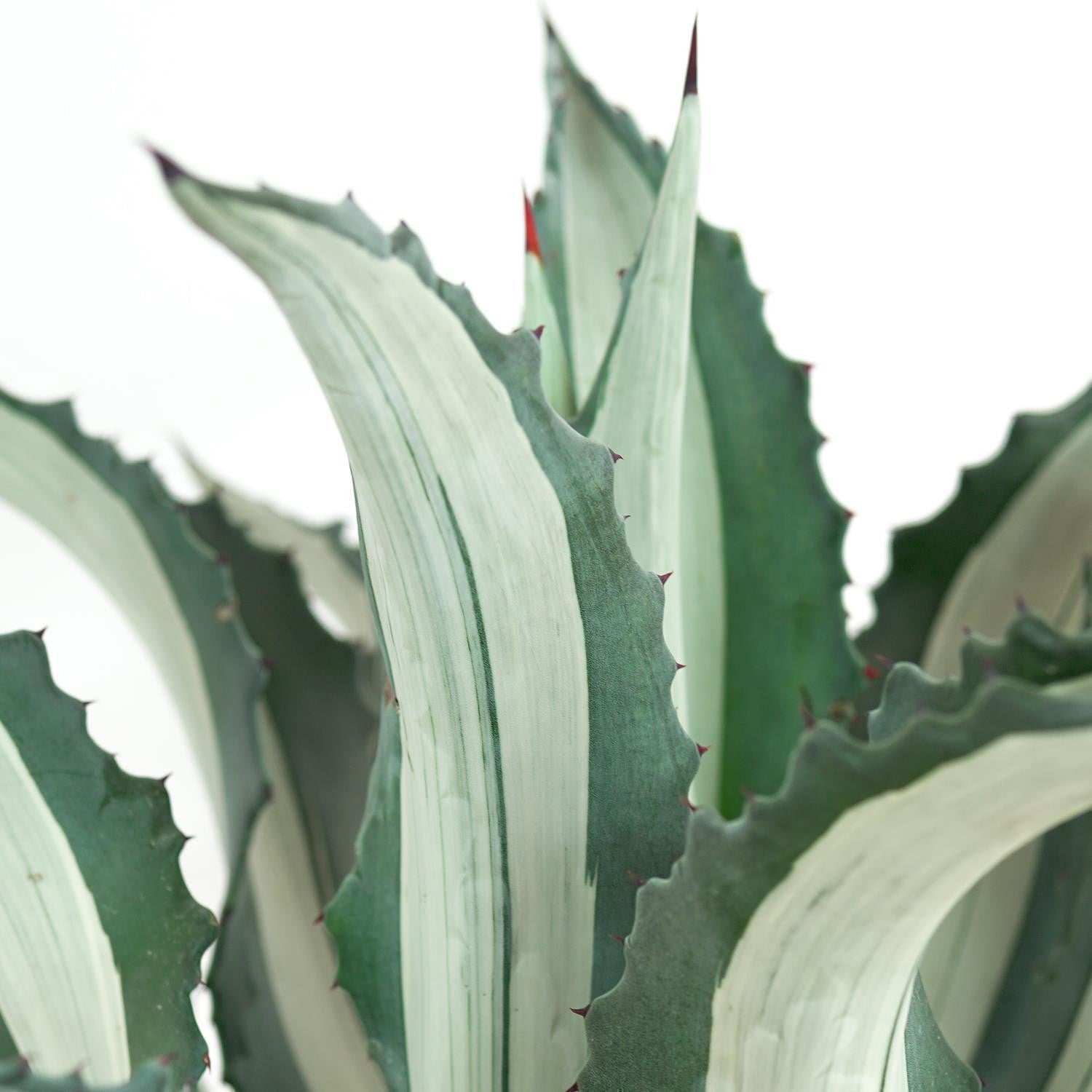 pasiora-agave-americana-mediopicta-alba-30cm image 3