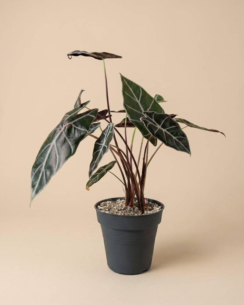 feey-alocasia-red-vein-rarit-t-hydropflanze image 3