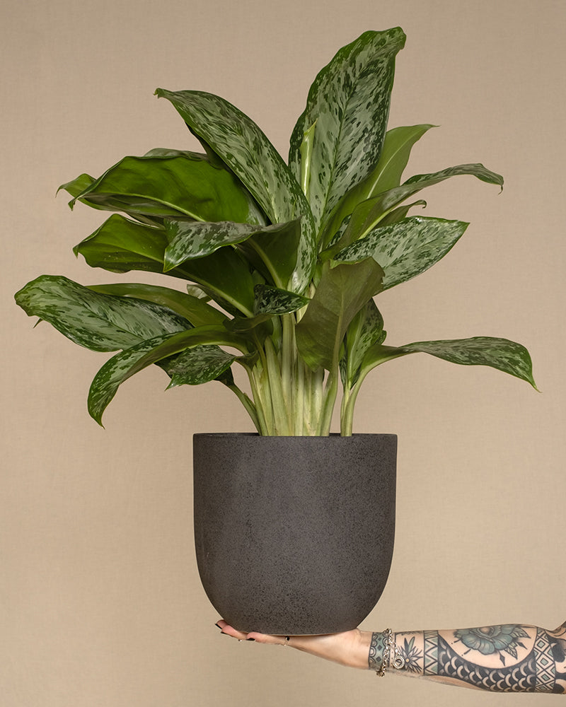 feey-aglaonema-greenlight-zimmerpflanze-50-60-cm image 1