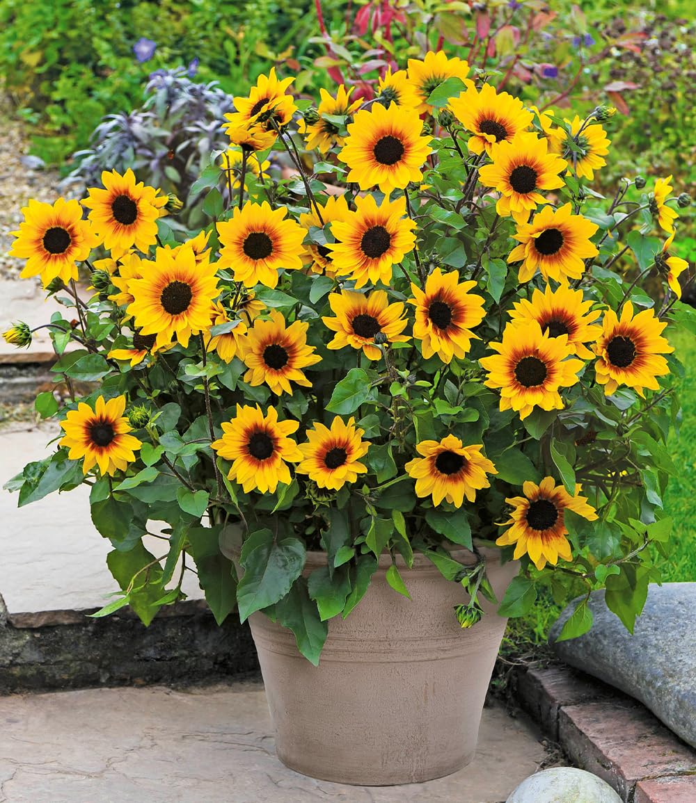 baldur-garten-balkon-sonnenblume-sunbelievable-3x-pflanze-im-12-cm-topf image 1