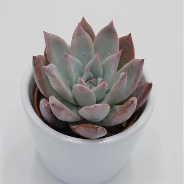 pasiora-echeveria-colorata-f-brandtii-sukkulente-6cm image 1