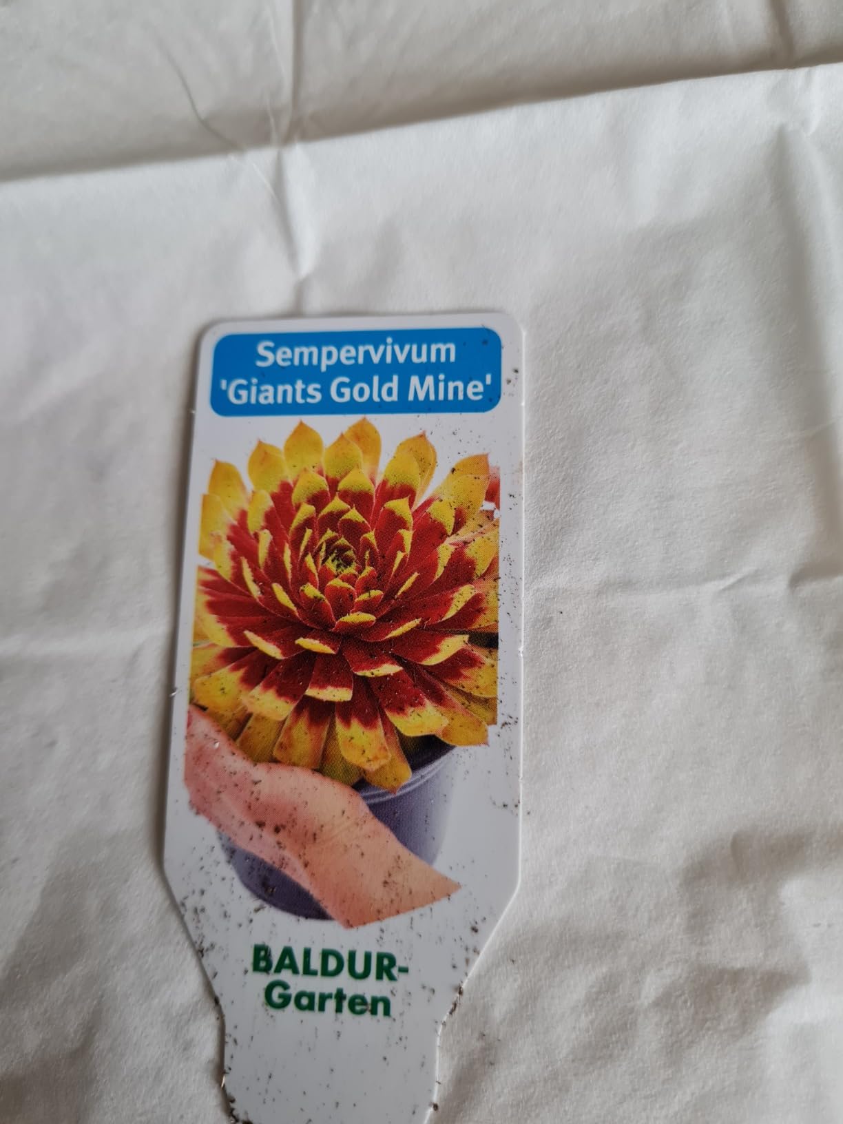 Leider verfault angekommen