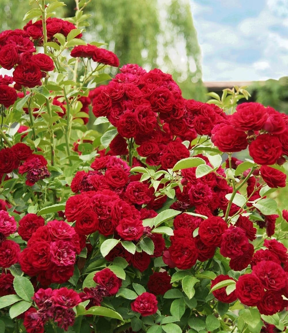 baldur-garten-rambler-rose-chevy-chase-wurzelballiert image 1
