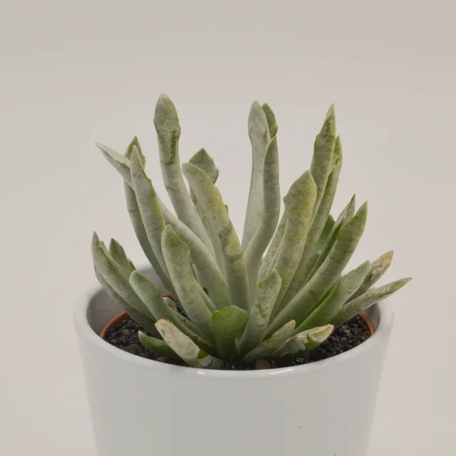 pasiora-senecio-scaposus-v-addoensis-sukkulente-10-5cm-topf image 1