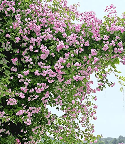 baldur-garten-rambler-rosen-kollektion-blau-und-rosa-2er-set image 7