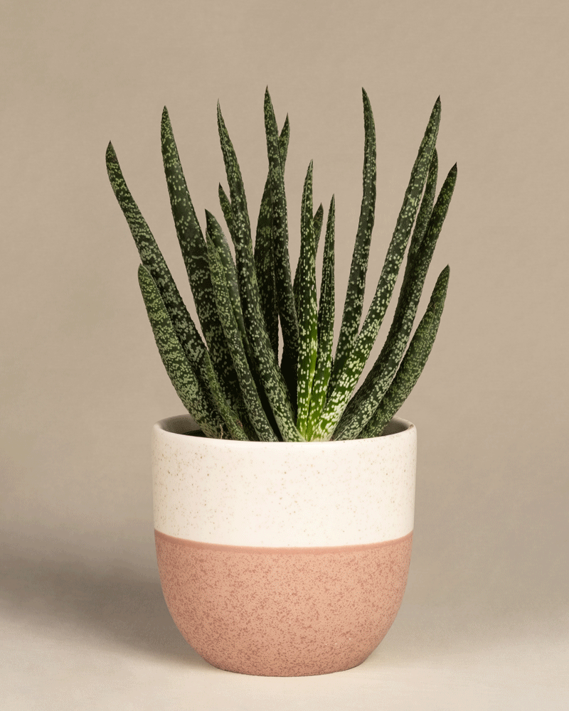 feey-gasteria-verrucosa-sukkulente-zimmerpflanze image 5