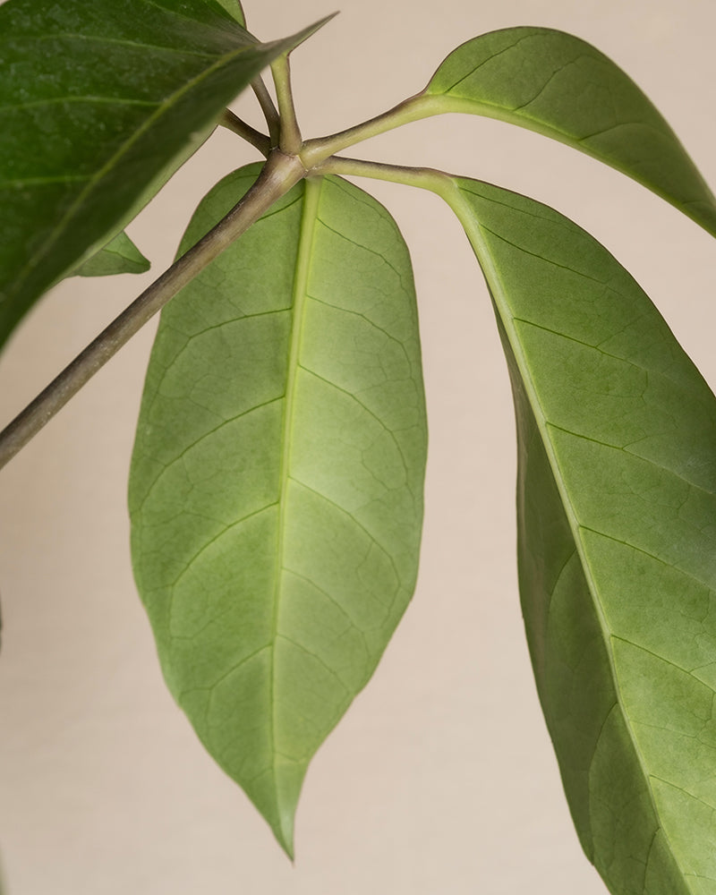 feey-schefflera-amate-strahlenaralie-gro-e-zimmerpflanze image 6