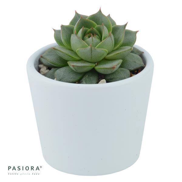 pasiora-echeveria-fabiola-syn-purpusorum-uranus-6cm image 3