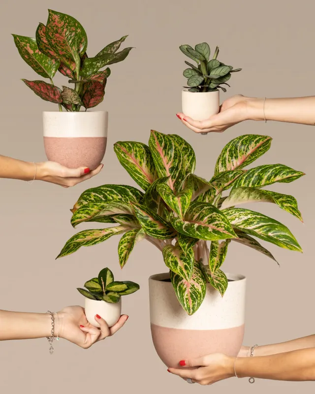 feey-tropical-beauty-set-4er-zimmerpflanzen-set image 1