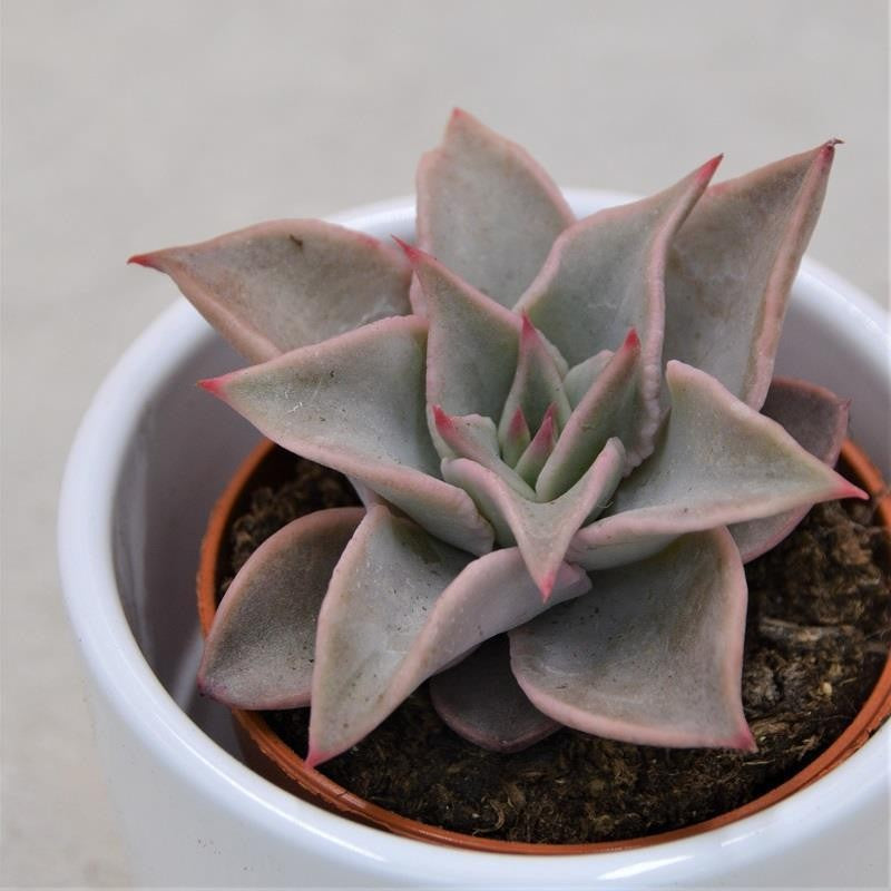 pasiora-echeveria-madiba-sukkulente-5-5-cm-topf image 1