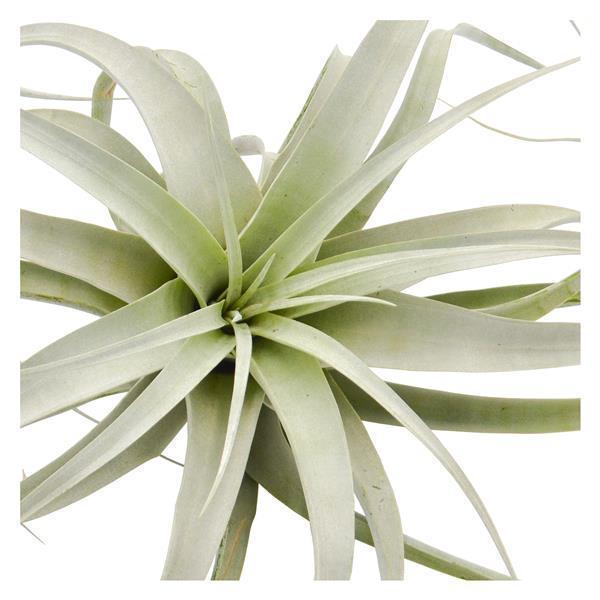 pasiora-tillandsia-xerographica-k-nigin-der-tillandsien image 2
