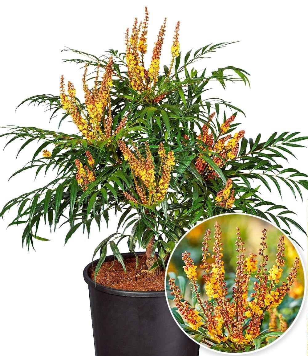 baldur-garten-mahonie-volcano-myoy-zierstrauch-im-2-liter-topf image 1