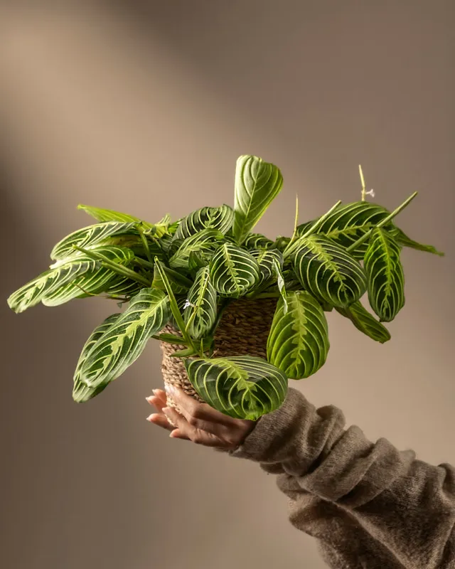 feey-maranta-lemon-lime-rarit-t-prayer-plant image 1